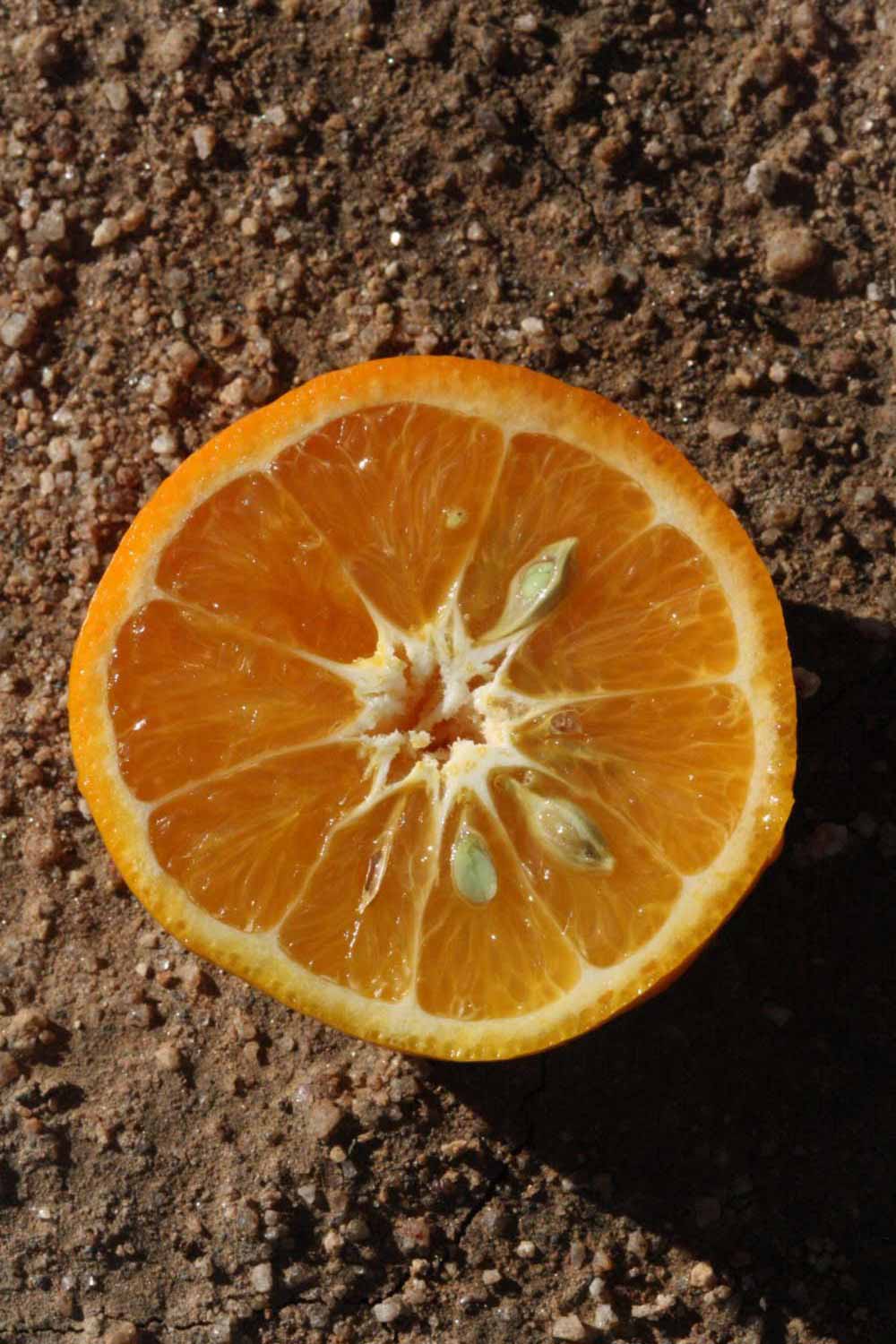            Fruit cross-section (Riverside, CA)   